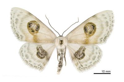帶紋雙目白姬尺蛾 Problepsis conjunctiva 雌蟲