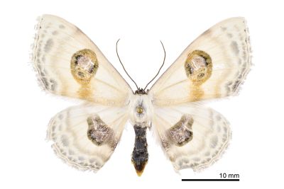 帶紋雙目白姬尺蛾 Problepsis conjunctiva 雌蟲