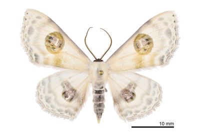 帶紋雙目白姬尺蛾 Problepsis conjunctiva 雄蟲