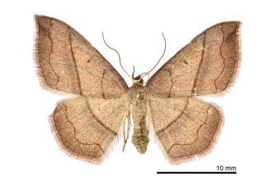 白頂姬尺蛾 Rhodostrophia bisinuata wilemani 雌蟲