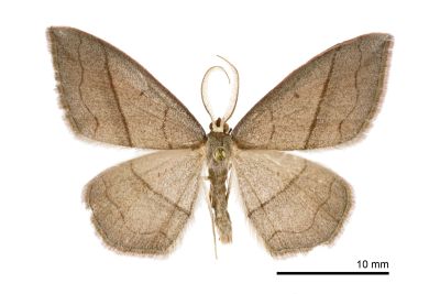 白頂姬尺蛾 Rhodostrophia bisinuata wilemani 雄蟲