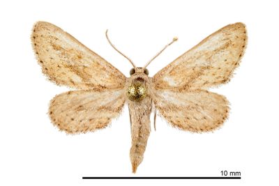狹翅灰尺蛾 Zygophyxia relictata 雄蟲
