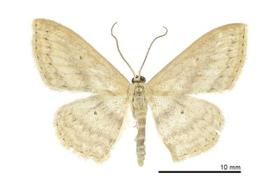 嘉義岩尺蛾 Scopula kagiata 雄蟲
