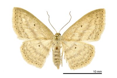 嘉義岩尺蛾 Scopula kagiata 雌蟲