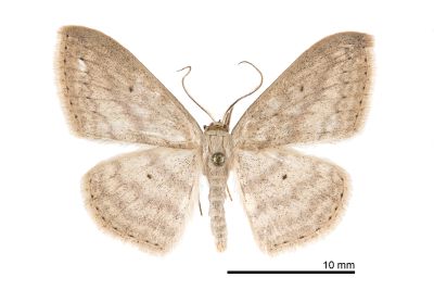 嘉義岩尺蛾 Scopula kagiata 雄蟲