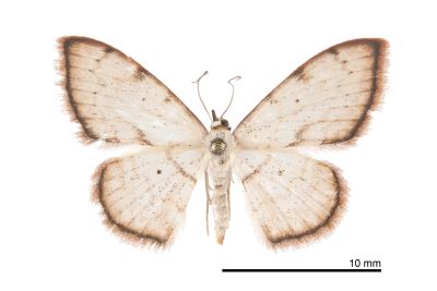 歪紋白岩尺蛾 Scopula rantaizanensis 雌蟲