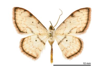 歪紋白岩尺蛾 Scopula rantaizanensis 雄蟲