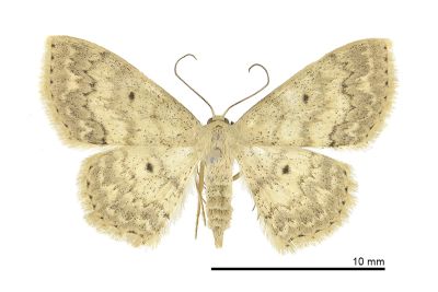 白波岩尺蛾 Scopula sybillaria 雌蟲