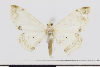 山根岩尺蛾 Scopula yamanei 雄蟲