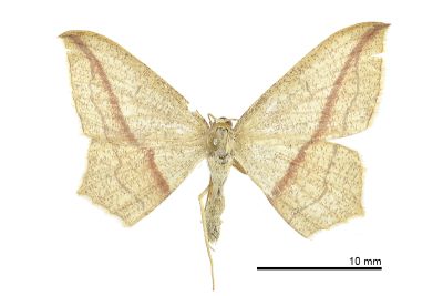 擬黃緣線尺蛾 Timandra synthaca 雌蟲