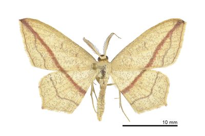 擬黃緣線尺蛾 Timandra synthaca 雄蟲