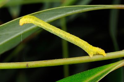 隱帶褐姬尺蛾 Perixera minorata dubiosa