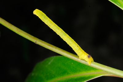 隱帶褐姬尺蛾 Perixera minorata dubiosa