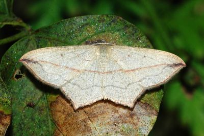黃緣線尺蛾 Timandra dichela 雄蟲