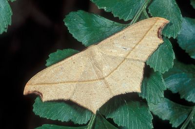 缺口姬尺蛾 Traminda aventiaria 雄蟲
