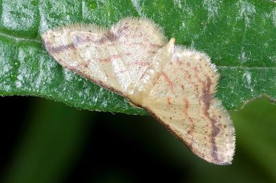 褐細邊波姬尺蛾 Idaea paraula 性別不明