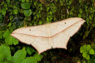 尖角線尺蛾 Timandra convectaria 雌蟲