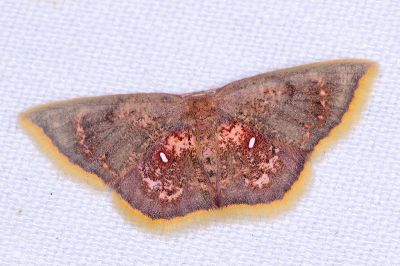 三角赤姬尺蛾 Chrysocraspeda sanguinea 雌蟲