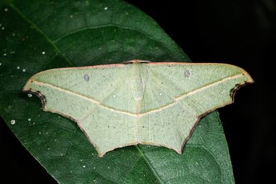 缺口姬尺蛾 Traminda aventiaria 雄蟲