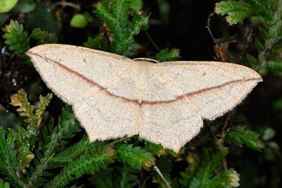 擬黃緣線尺蛾 Timandra synthaca 雌蟲