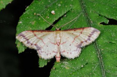 褐細邊波姬尺蛾 Idaea paraula 雄蟲