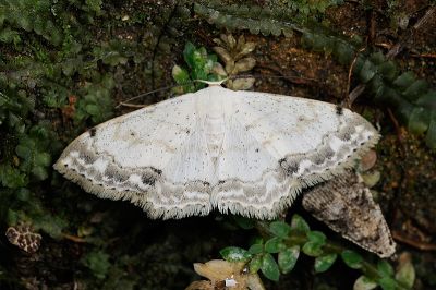 花邊灰岩尺蛾 Scopula propinquaria 性別不明