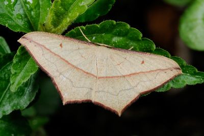 尖角線尺蛾 Timandra convectaria 雌蟲