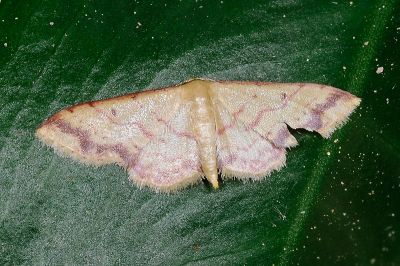 褐細邊波姬尺蛾 Idaea paraula 性別不明