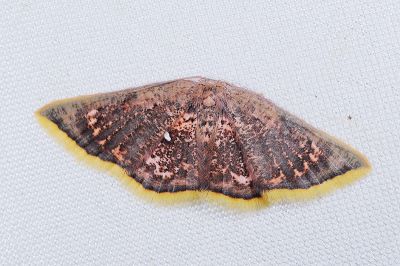 三角赤姬尺蛾 Chrysocraspeda sanguinea 雌蟲