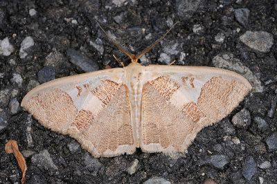 烤焦尺蛾 Zythos avellanea 雄蟲