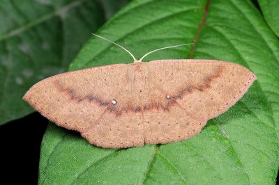 隱帶褐姬尺蛾 Perixera minorata dubiosa 雌蟲
