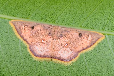 三角赤姬尺蛾 Chrysocraspeda sanguinea 雄蟲