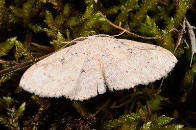 小眼斑褐姬尺蛾 Perixera illepidaria 雄蟲