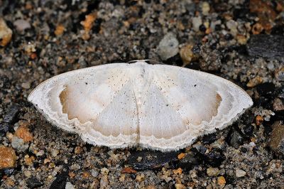 框姬尺蛾 Somatina rosacea anaemica 雌蟲