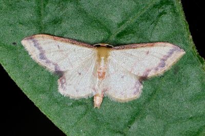 褐細邊波姬尺蛾 Idaea paraula 雄蟲