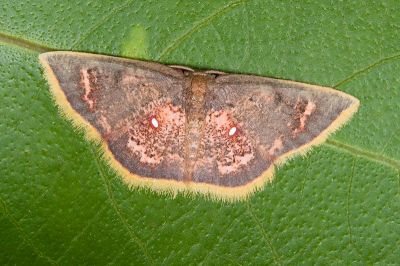三角赤姬尺蛾 Chrysocraspeda sanguinea 雌蟲