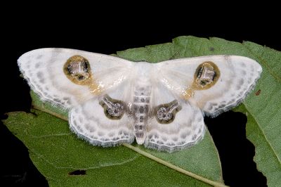 帶紋雙目白姬尺蛾 Problepsis conjunctiva 雄蟲