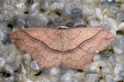白頂姬尺蛾 Rhodostrophia bisinuata wilemani 雄蟲