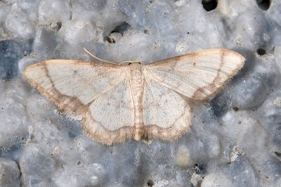 褐闊邊波姬尺蛾 Idaea sugillata 雄蟲