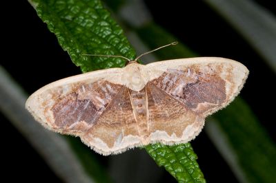 褐雲紋姬尺蛾 Lipomelia subusta 雄蟲