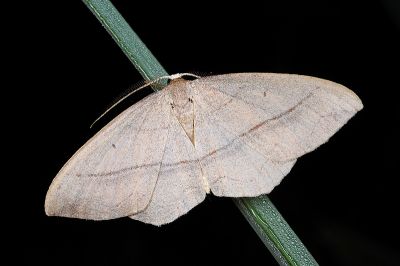 白頂姬尺蛾 Rhodostrophia bisinuata wilemani 雄蟲