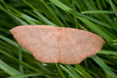 隱帶褐姬尺蛾 Perixera minorata dubiosa 雌蟲