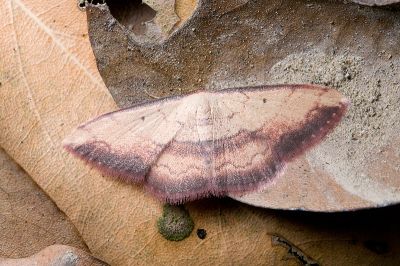 雙帶褐姬尺蛾 Pylargosceles steganioides limbaria 雌蟲