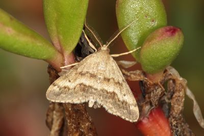 鋸波姬尺蛾 Antilycauges pinguis 雄蟲