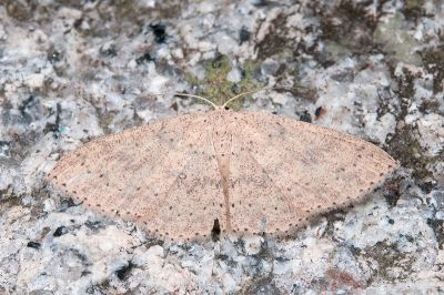 鋸紋褐姬尺蛾 Cyclophora intermixtaria intermixtaria 雌蟲