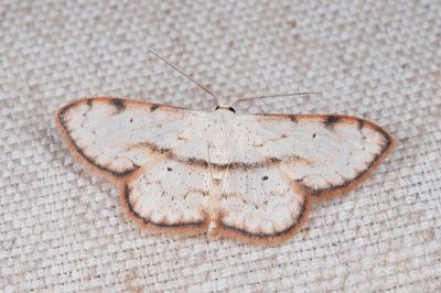 歪紋白岩尺蛾 Scopula rantaizanensis 雄蟲