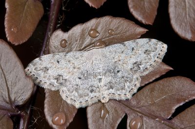 灰小岩尺蛾 Scopula isomerica 雄蟲