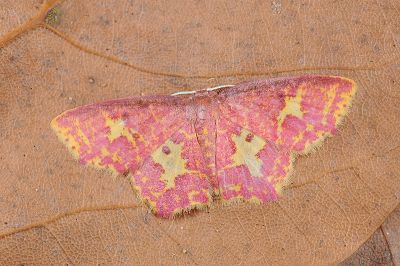 黃邊赤姬尺蛾 Chrysocraspeda faganaria 雄蟲