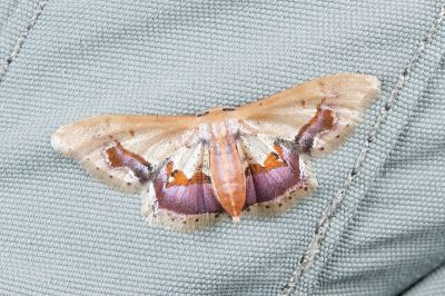 褐斑波姬尺蛾 Idaea egenaria 雌蟲