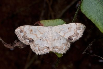 花邊灰岩尺蛾 Scopula propinquaria 雌蟲